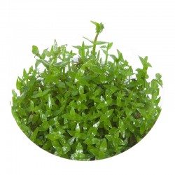 Eco Plant - Gratiola...